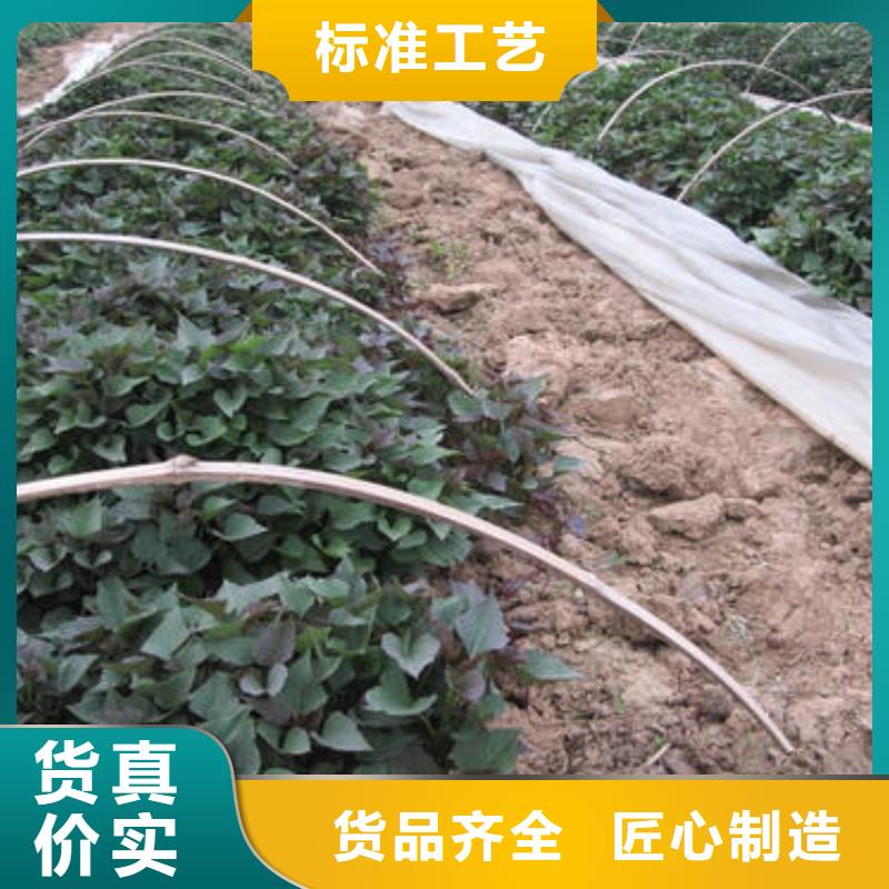 紫薯苗种植厂家价格公道合理