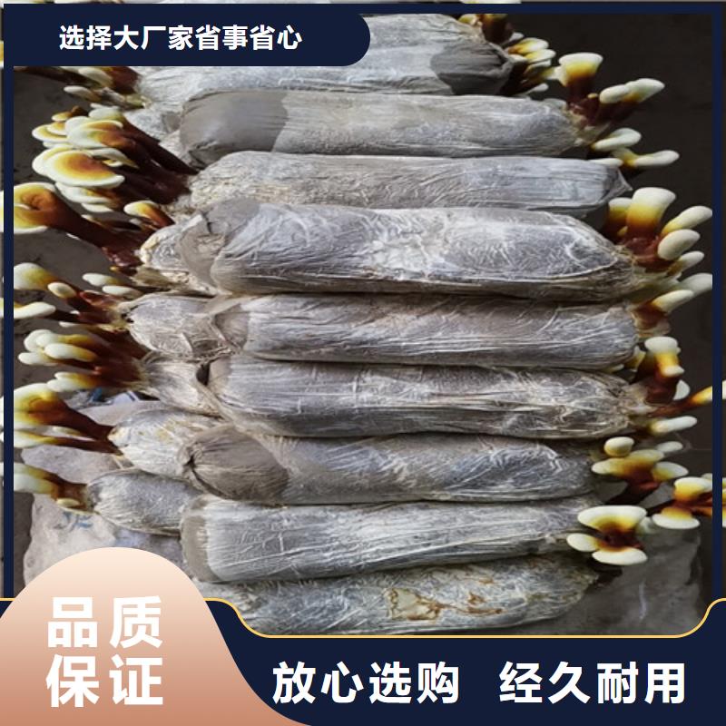 破壁灵芝粉品质稳定长期供应