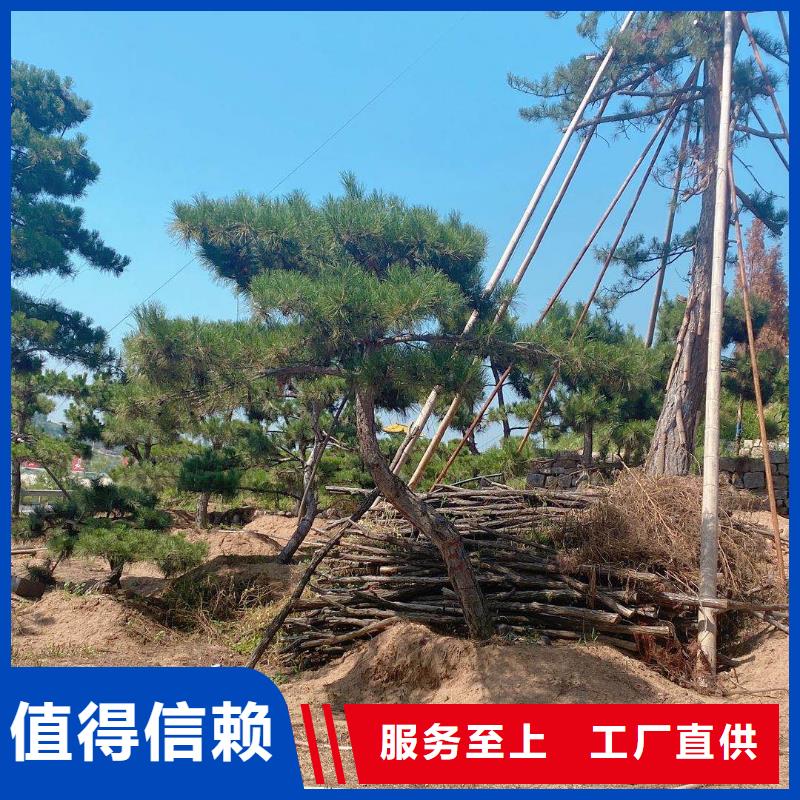 ​造型油松-欢迎来电洽谈多种场景适用