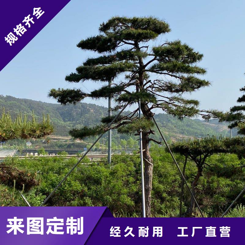 泰山风景松不满意可退货可定制