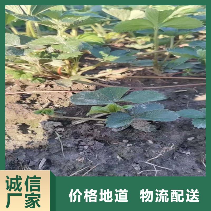 芦淞区妙香7草莓苗基地在哪里多行业适用