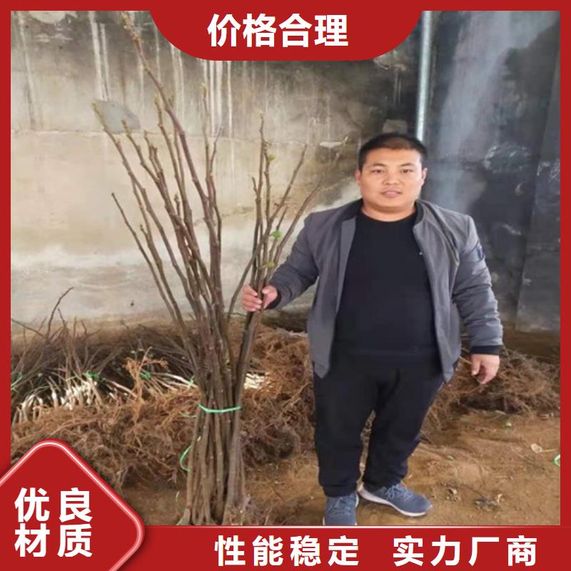 金傲芬无花果树苗同城货源