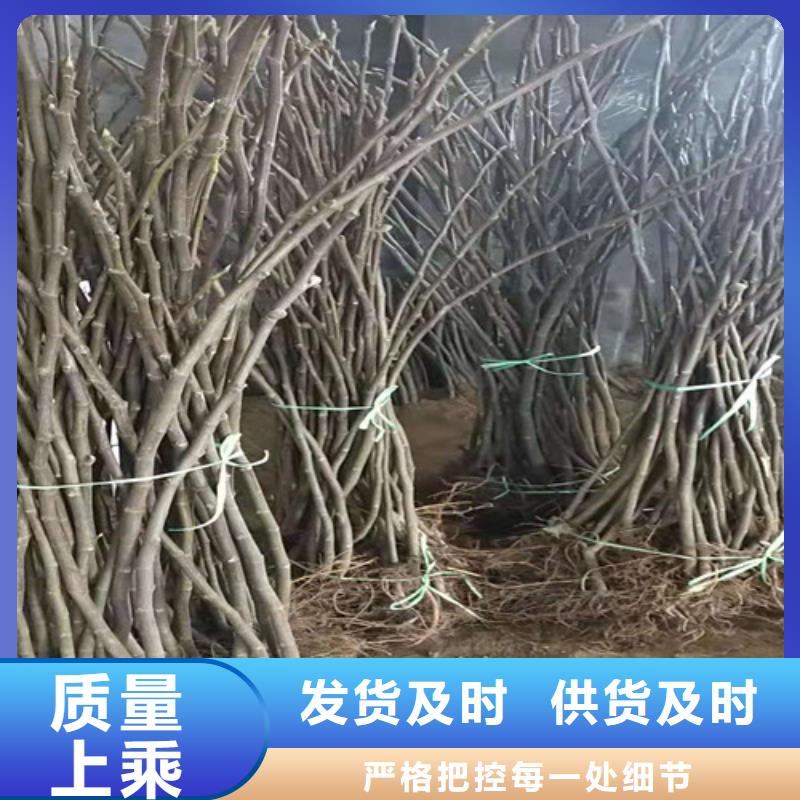 紫果无花果苗海量库存