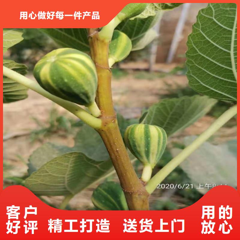 斯特拉无花果树苗多家仓库发货