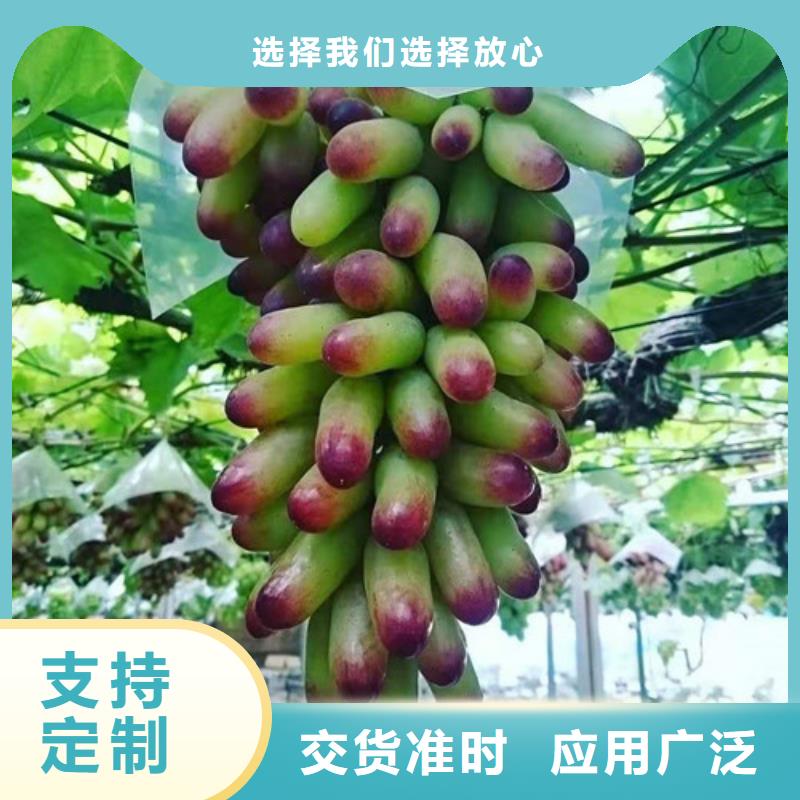 黄金密葡萄树苗价格当地生产商