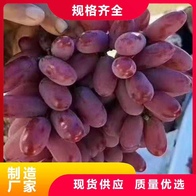 火焰无核葡萄苗工厂价格