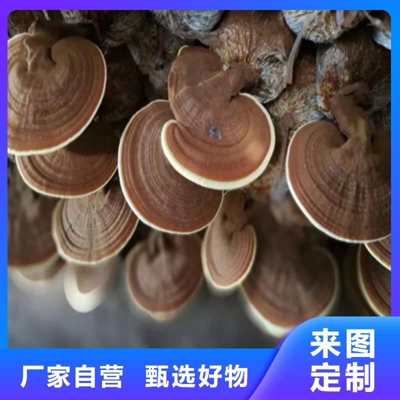 
灵芝超细粉、
灵芝超细粉生产厂家-认准云海灵芝种植专业合作社实力雄厚品质保障