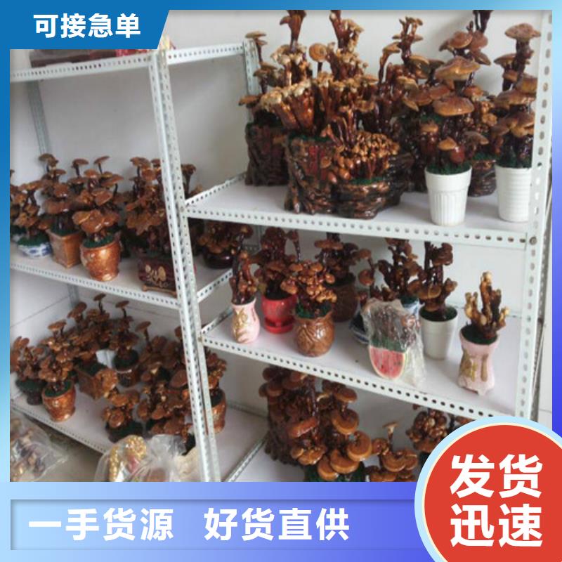 品牌的
灵芝超细粉厂家同城经销商