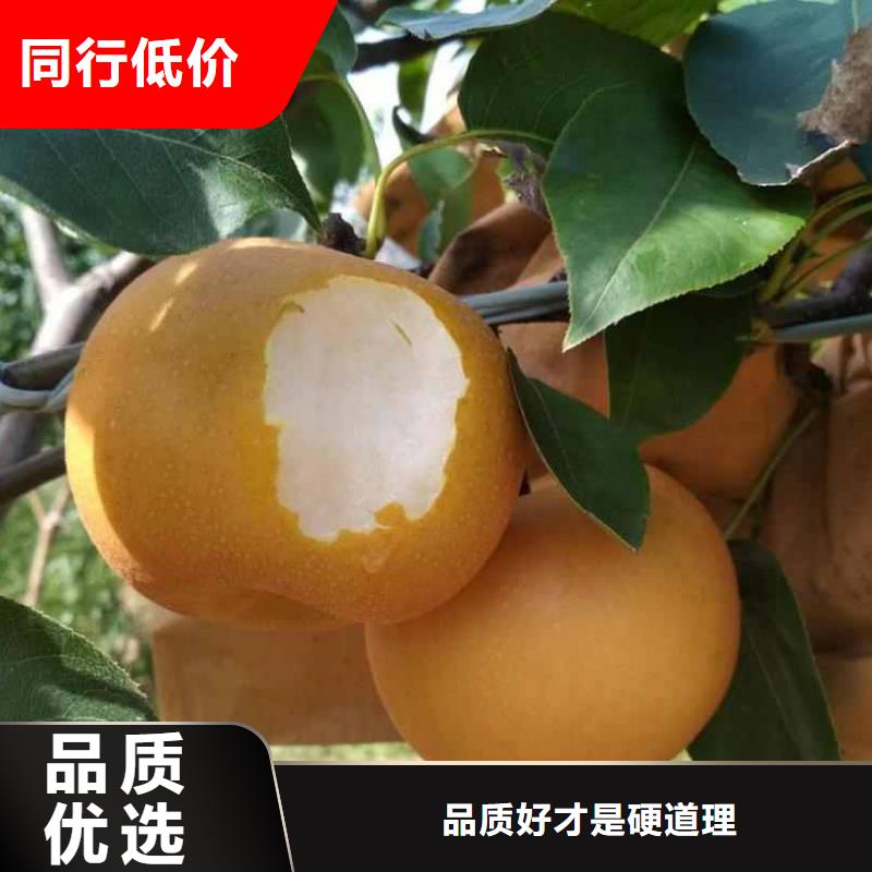 秋月梨种植苗零售批发质检合格出厂