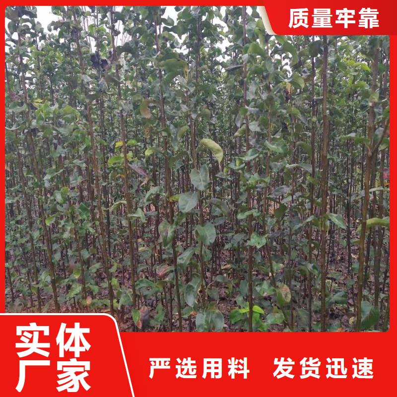 秋月梨种植苗什么价格重信誉厂家