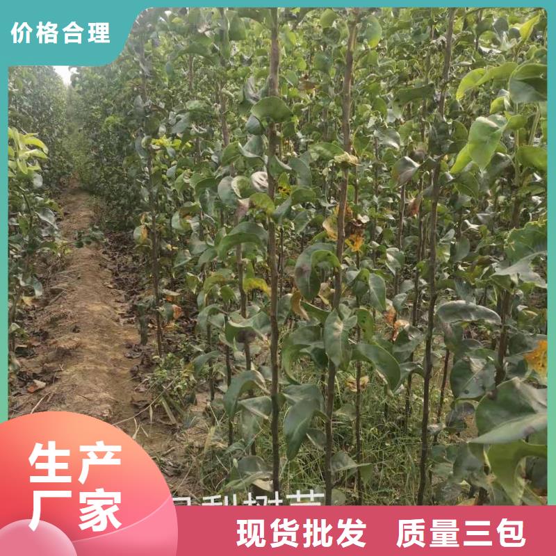 秋月梨树苗一亩地种植利润精工细致打造