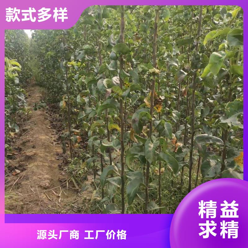 秋月梨种植苗新品种当地经销商