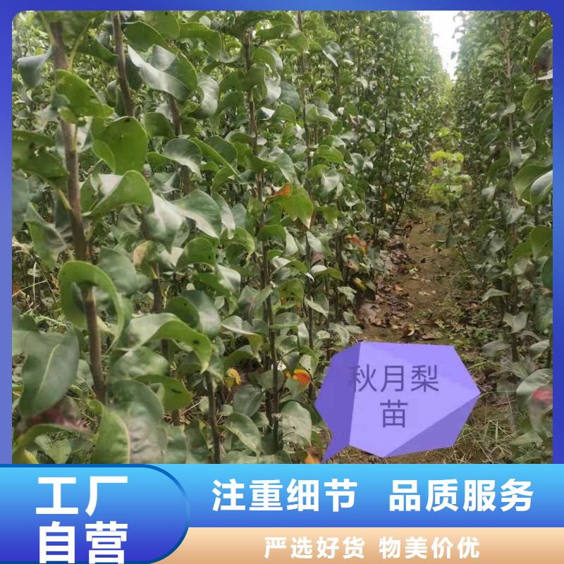 秋月梨种植苗专业合作社厂家现货批发