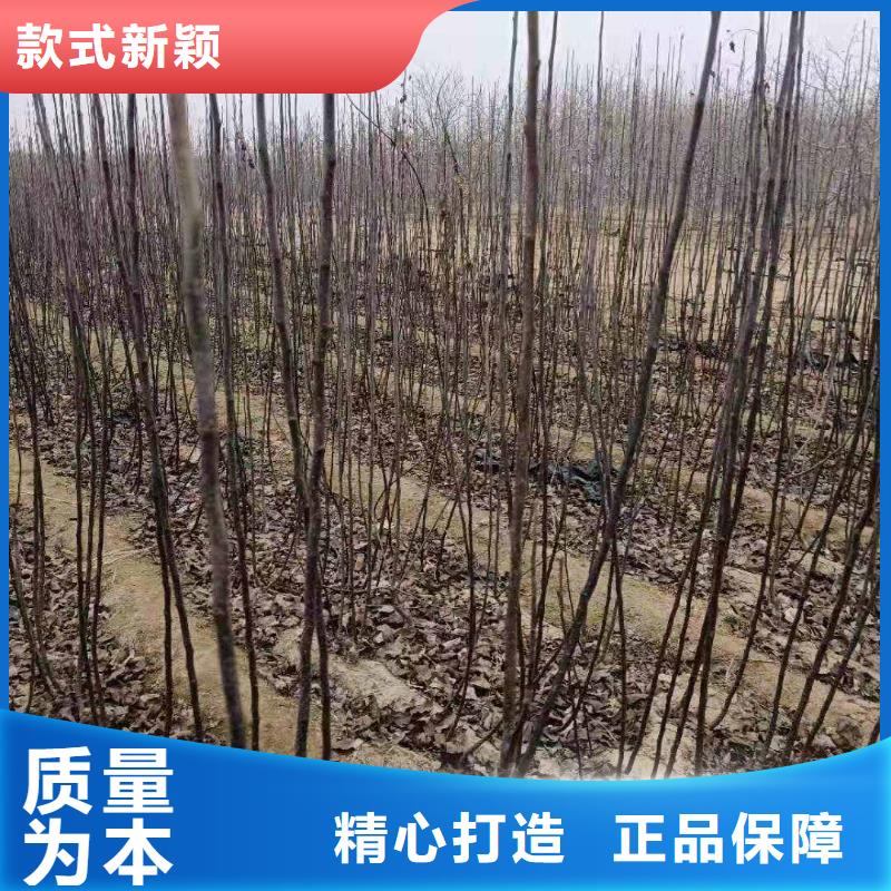 秋月梨种植苗行情0中间商差价