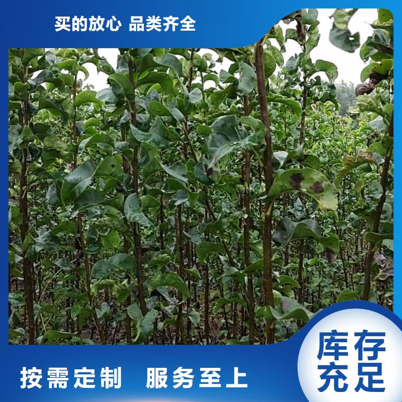 秋月梨种植苗量大从优厂家直销供货稳定