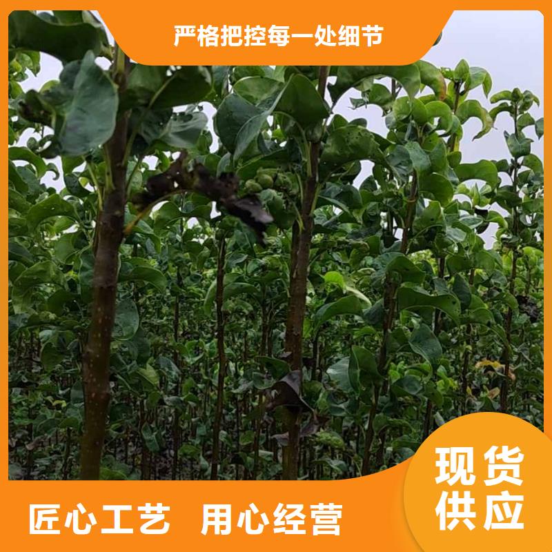 秋月梨种植苗管理方式详细参数