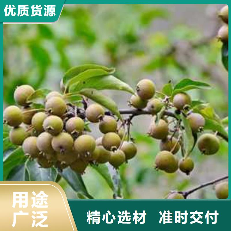 杜梨小苗种植方法精挑细选好货