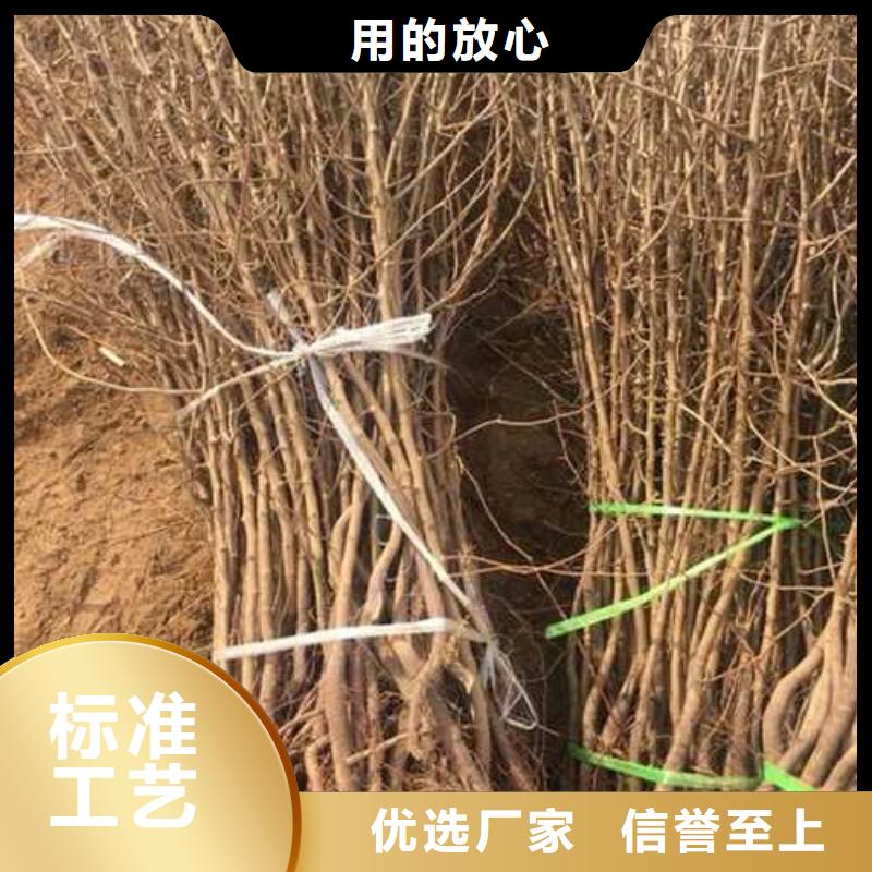 杜梨小苗种植方法资质认证