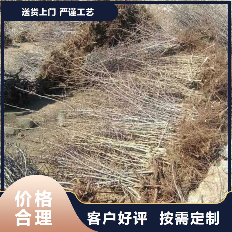 杜梨苗一亩地种植利润供应采购