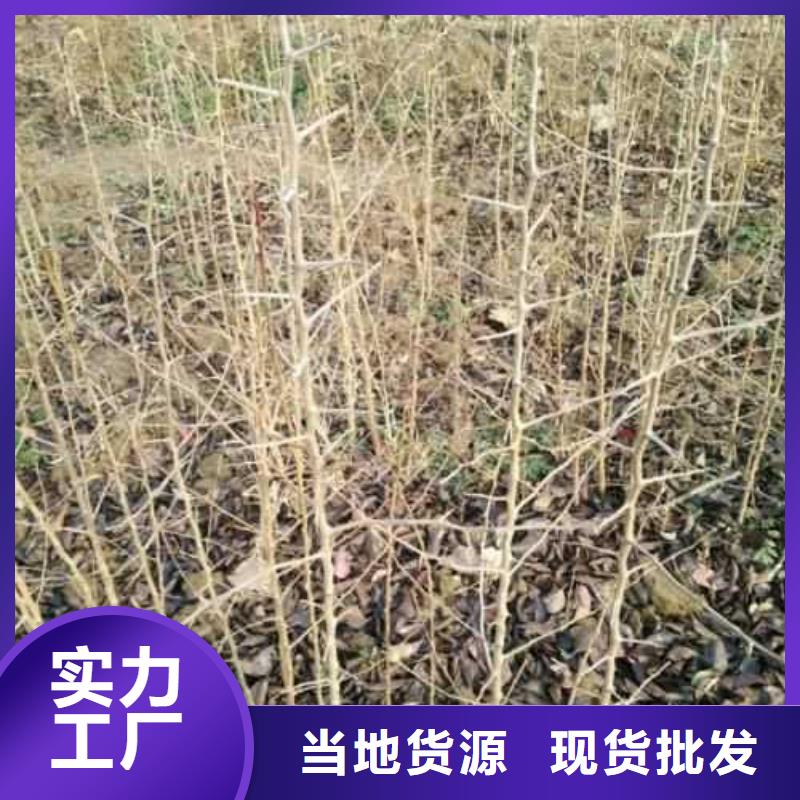 杜梨树苗品种介绍同城生产商