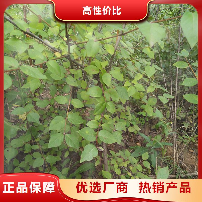 杈杷果苗种植技术经久耐用