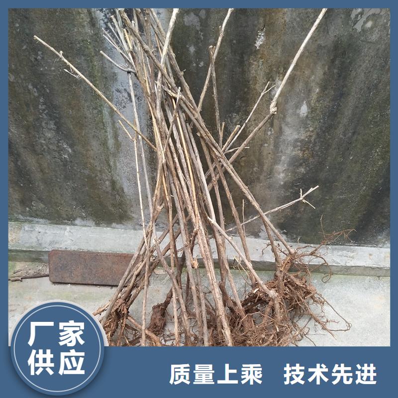 相思果苗量多优惠好产品不怕比