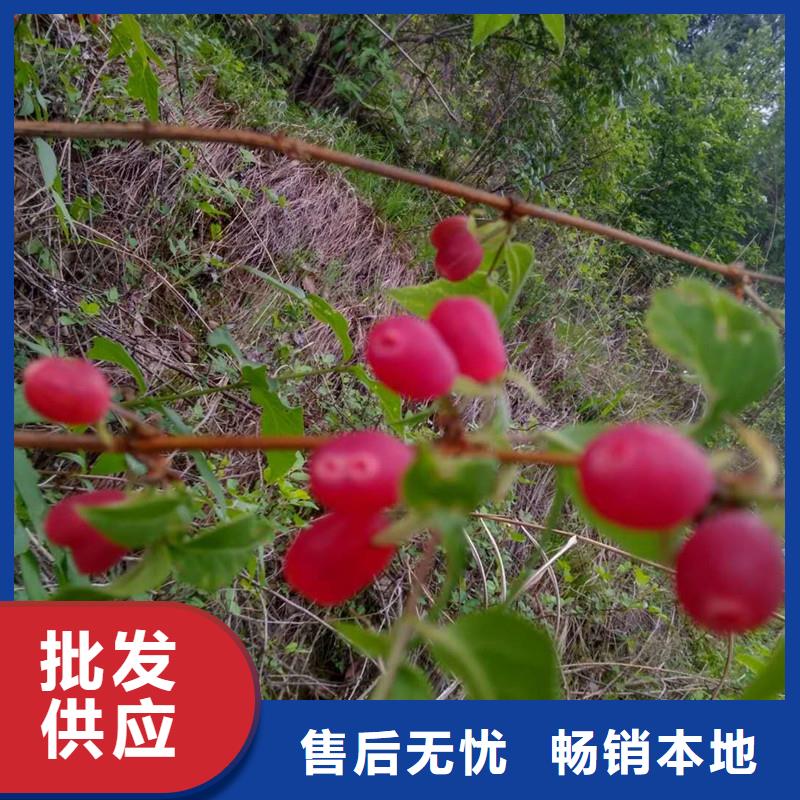 杈杷果苗适合种植地区用途广泛