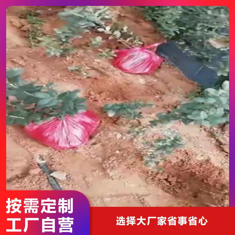 蓝莓穴盘苗全国走货实体厂家支持定制