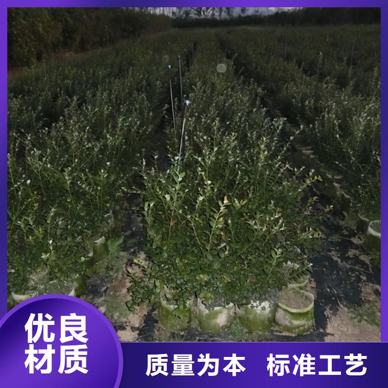 结果蓝莓树大棚种植产地批发