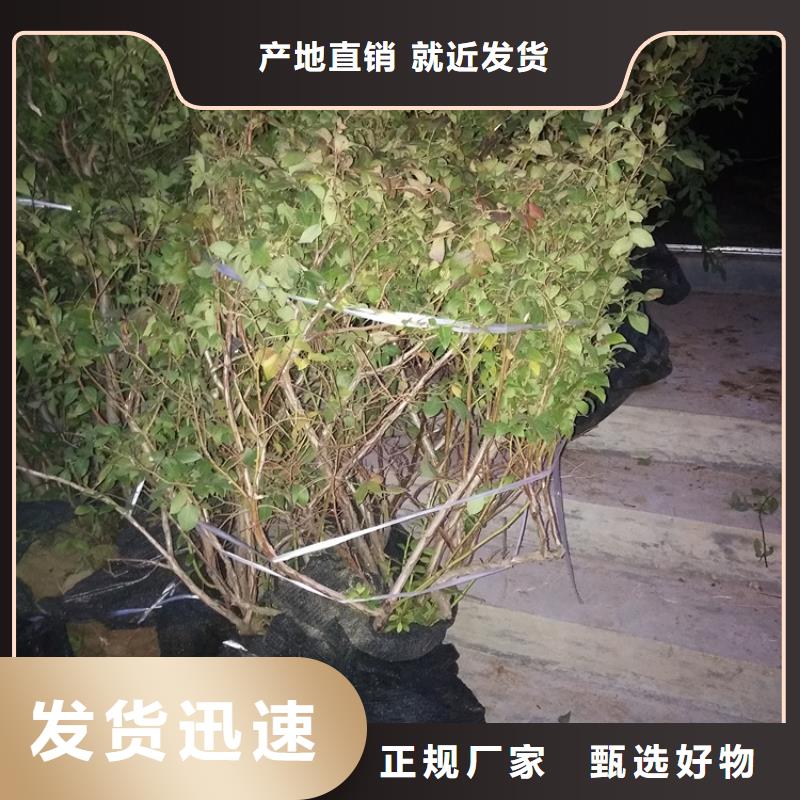 结果蓝莓树嫁接方法及时间优质货源