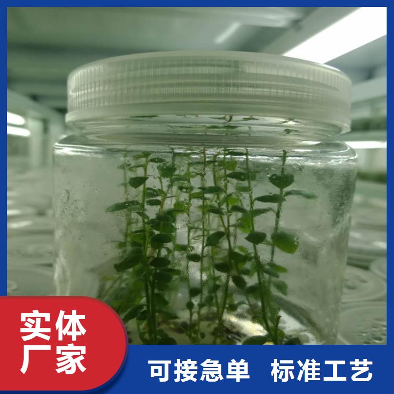 珠宝蓝莓苗适合哪里种植附近生产商