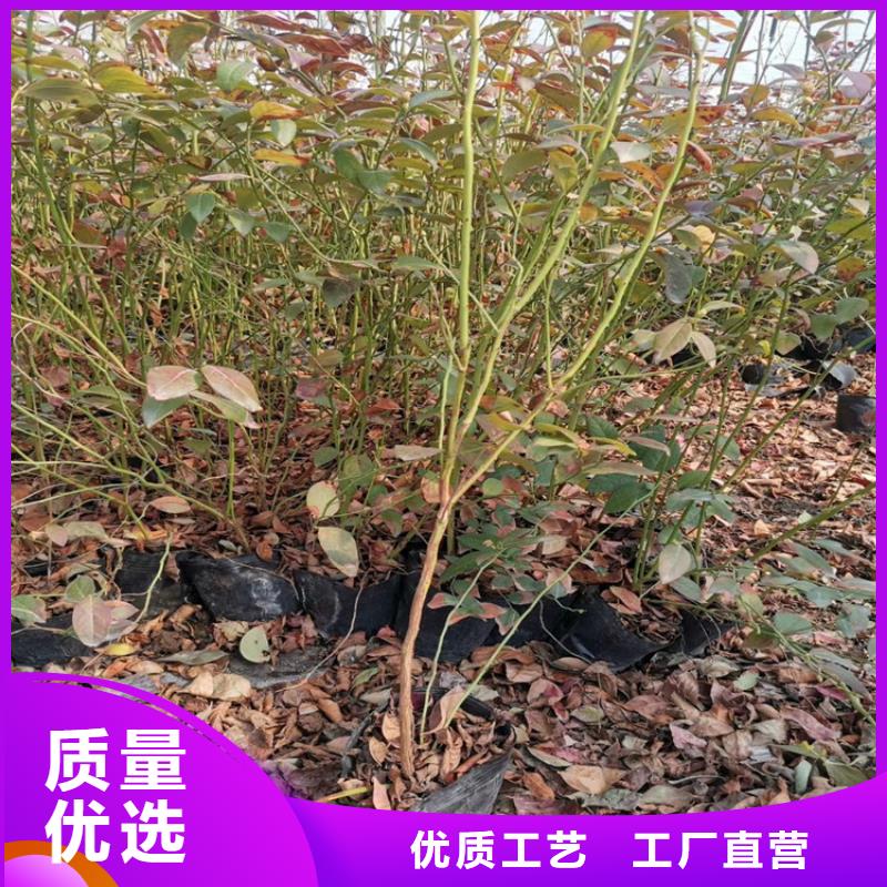 薄雾蓝莓苗怎么种植当地制造商