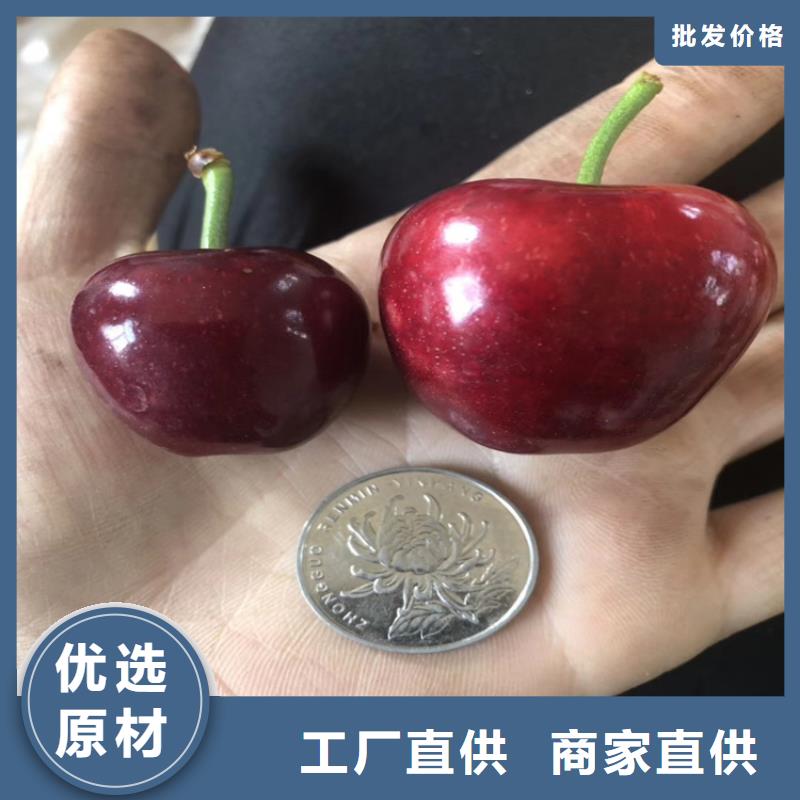 一根棍樱桃树苗质优价廉厂家质量过硬