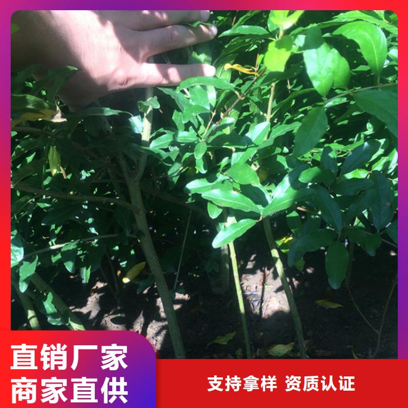 黑籽石榴苗质优价廉买的放心安兴用的舒心