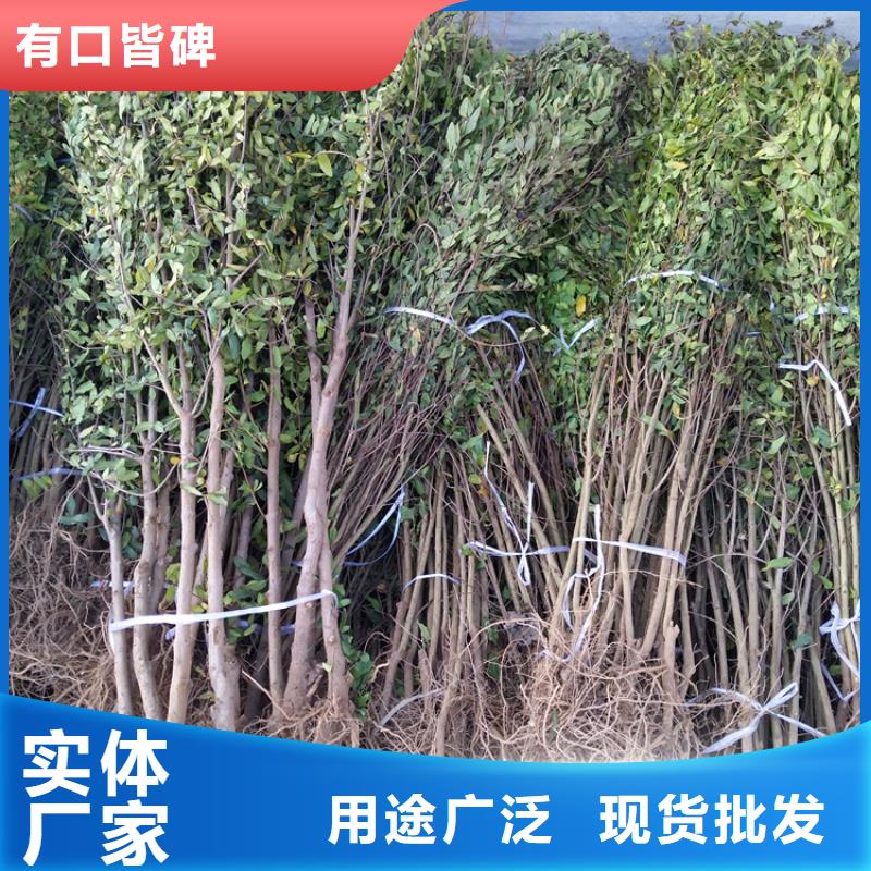 黑籽石榴树苗适合种植地区免费获取报价