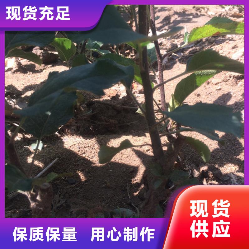 苹果树苗一亩地栽多少棵/轩园园艺场精选厂家好货