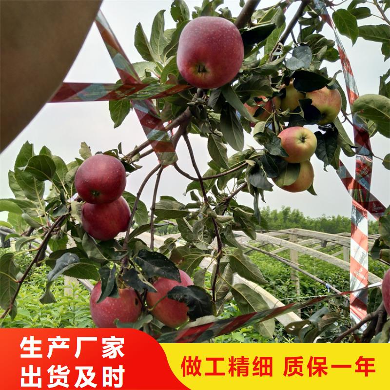 新品种苹果树苗根系发达制造厂家