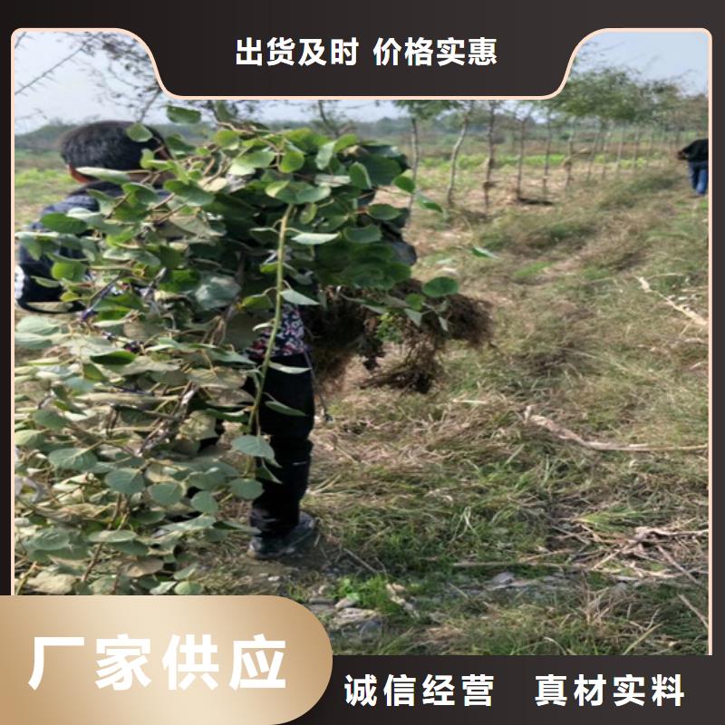 软枣猕猴桃苗种植基地规格齐全