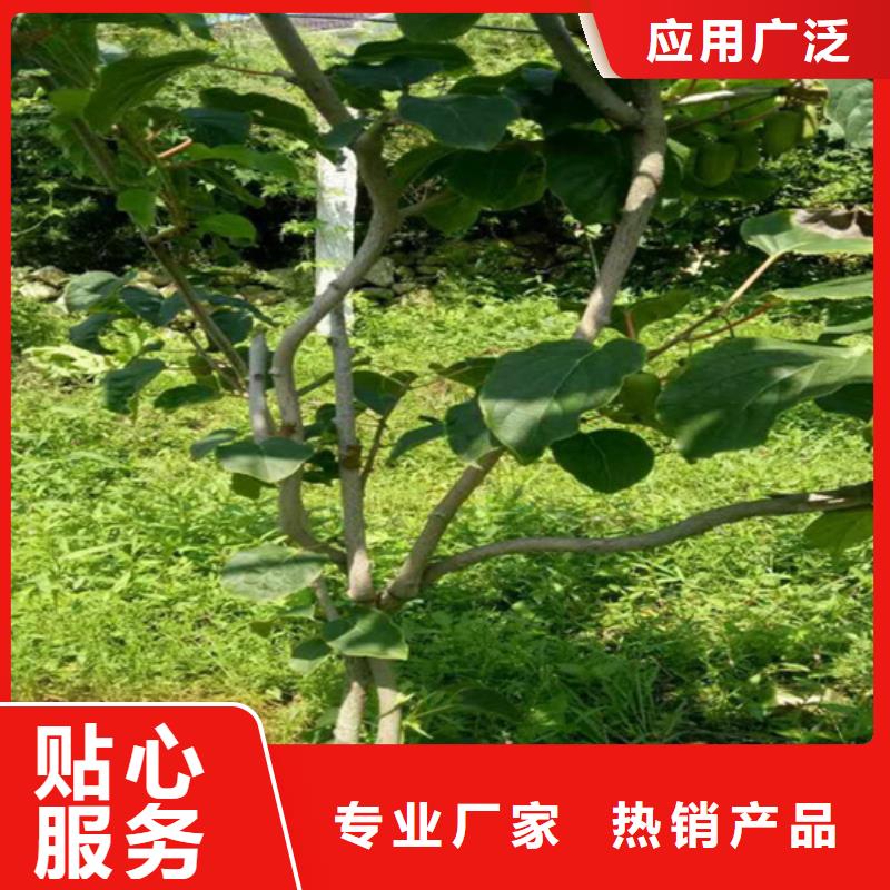 软枣猕猴桃苗适合种植地区/轩园园艺场本地生产商