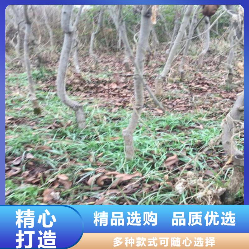 碧根果苗种植管理技术随到随提