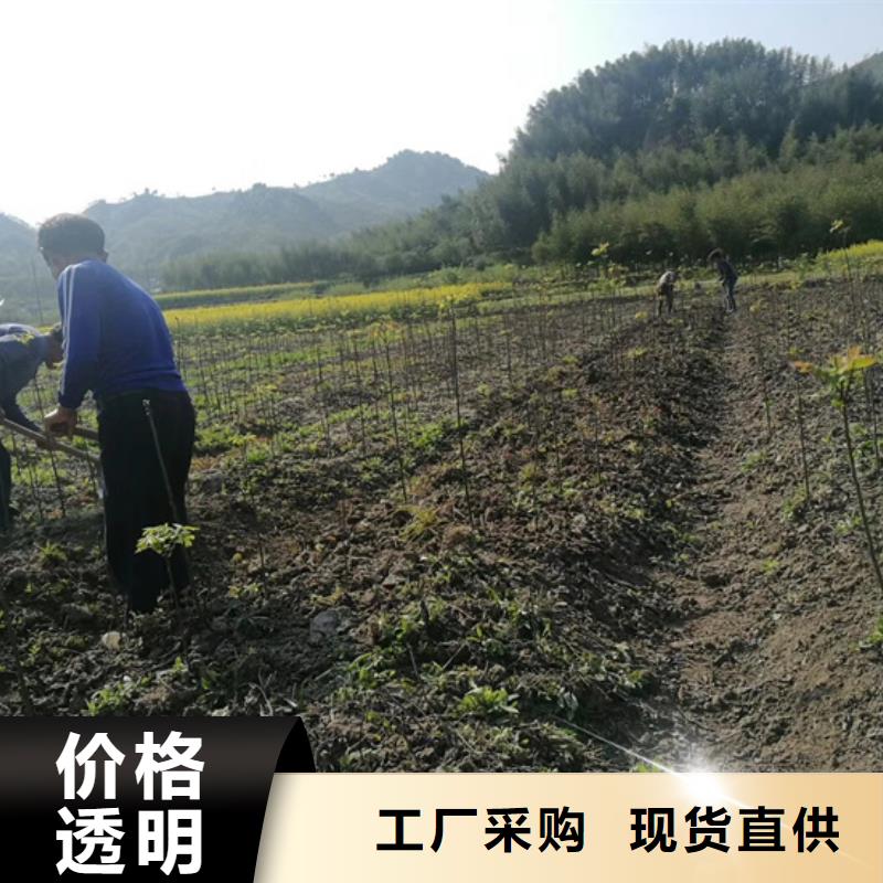 碧根果苗质优价廉来图定制