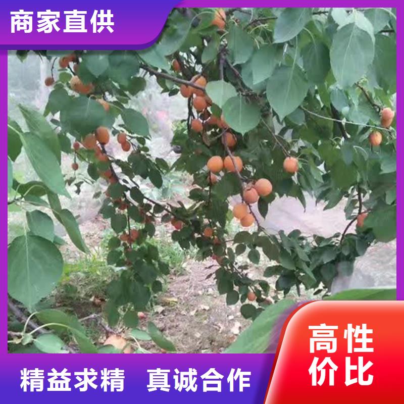 蜜香杏树苗大棚种植附近厂家