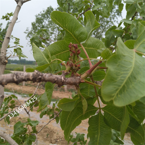 阿月浑子树苗种植技术附近厂家