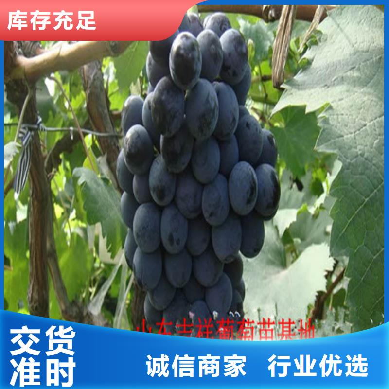 哪里有香妃葡萄苗当地生产厂家