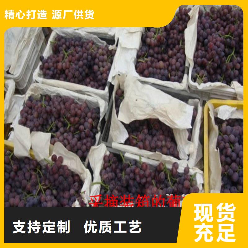 酿酒品种葡萄苗大量现货充足一手价格