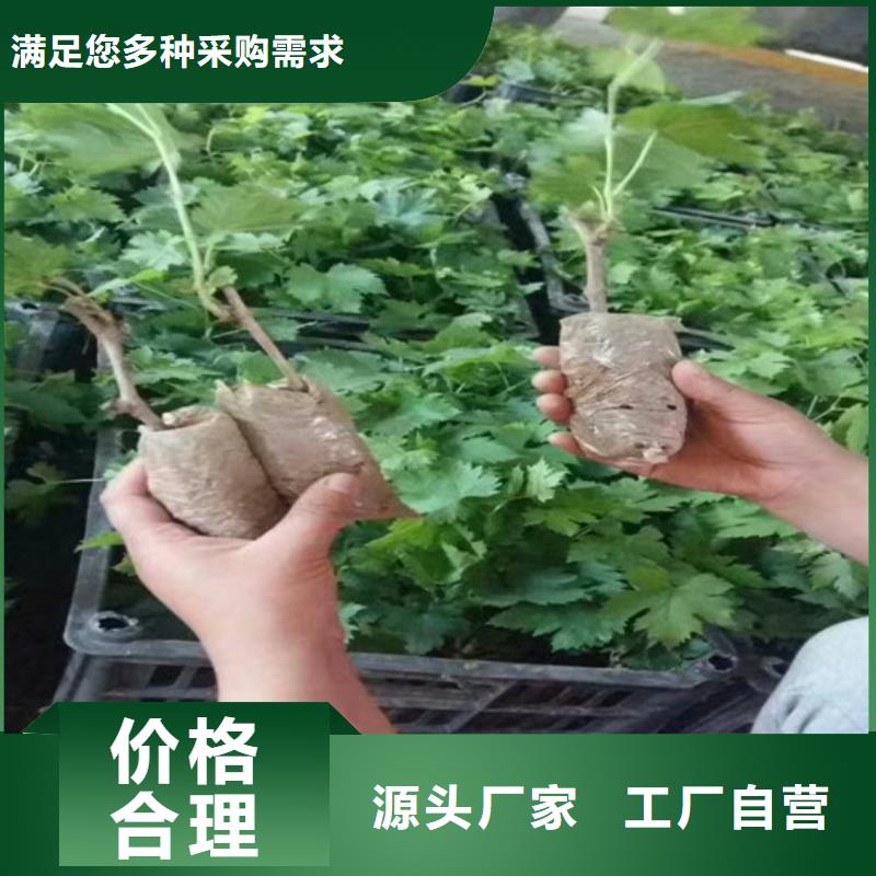 酿酒品种葡萄苗厂家供应常年出售