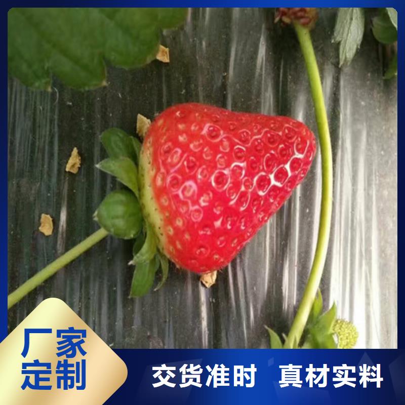 出售隋珠草莓苗，隋珠草莓苗批发实力优品