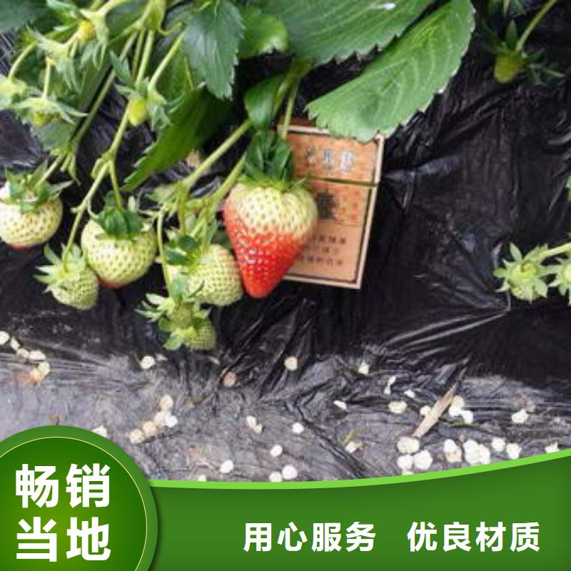 师宗桃熏草莓苗批发价格大量现货