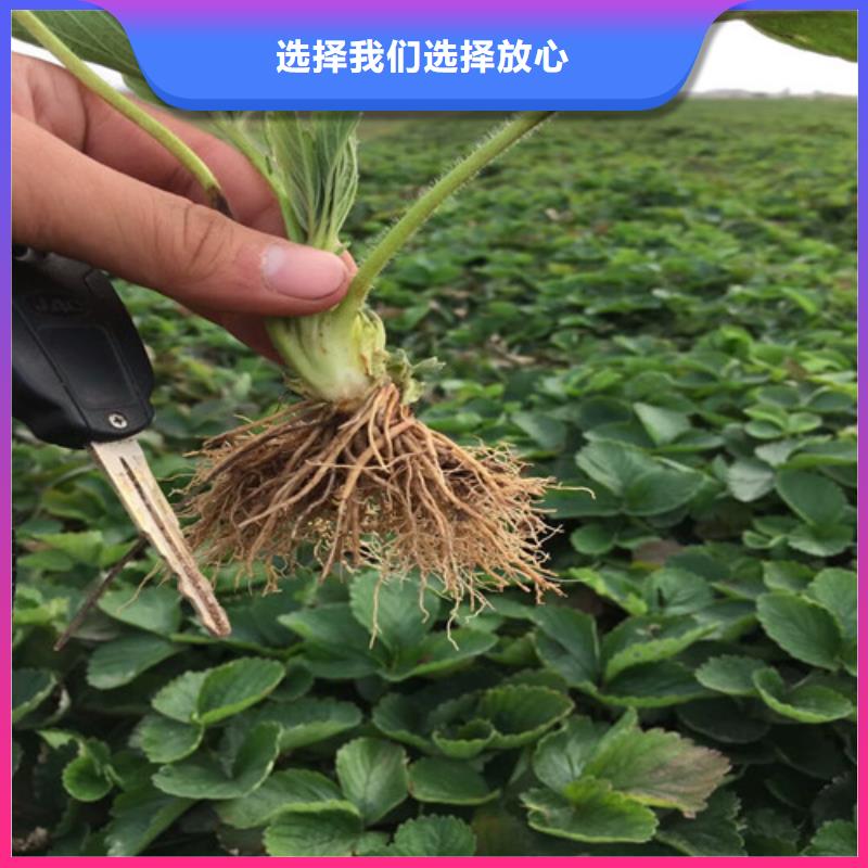 菠萝草莓苗种植条件本地生产厂家