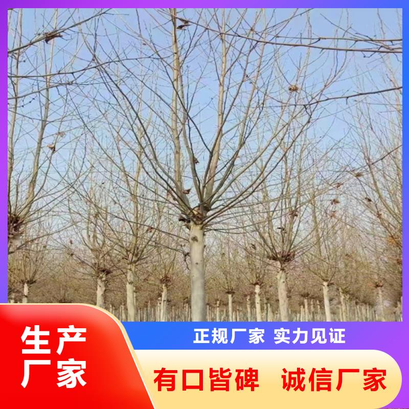 速生法桐价格优惠法桐当地品牌